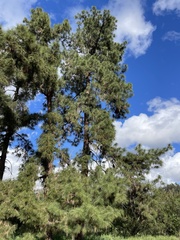 Pinus canariensis