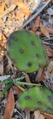 Opuntia austrina