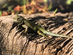 Sceloporus malachiticus