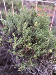 Ericameria ericoides