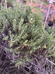 Ericameria ericoides