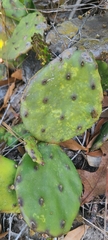 Opuntia austrina