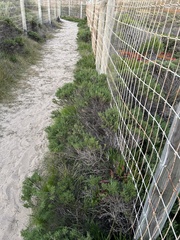 Ericameria ericoides