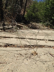 Eriogonum apiculatum