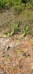 Opuntia austrina