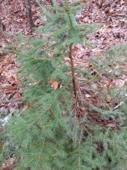 Picea abies