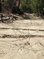 Eriogonum apiculatum