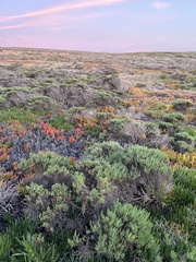 Ericameria ericoides