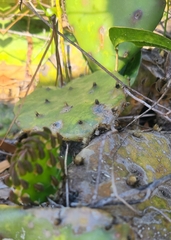 Opuntia austrina