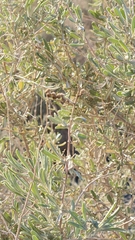Atriplex canescens