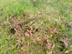 Persicaria hydropiperoides