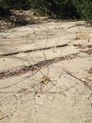 Eriogonum apiculatum