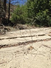 Eriogonum apiculatum
