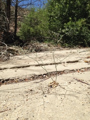 Eriogonum apiculatum