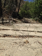 Eriogonum apiculatum