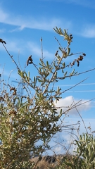 Atriplex canescens