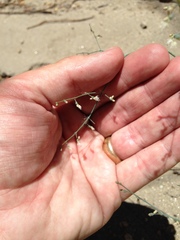 Eriogonum apiculatum