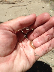 Eriogonum apiculatum