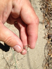 Eriogonum apiculatum