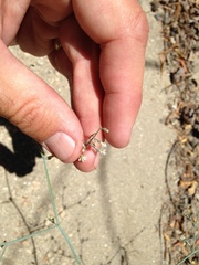 Eriogonum apiculatum