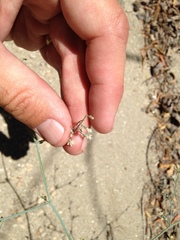Eriogonum apiculatum