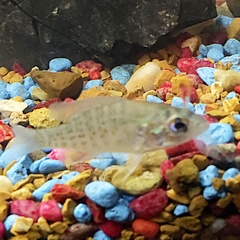 Lepomis humilis
