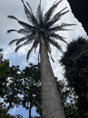 Attalea