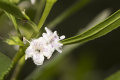Myoporum tetrandrum