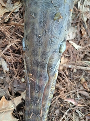 Lepisosteus oculatus