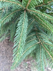 Picea