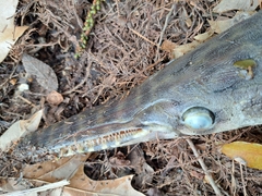 Lepisosteus oculatus