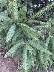 Picea
