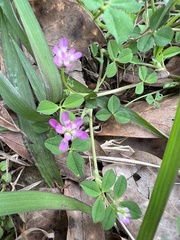 Trifolium resupinatum