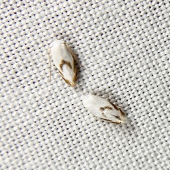 Opostegoides gephyraea