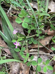 Trifolium resupinatum