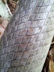Lepisosteus oculatus