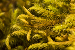Philonotis scabrifolia
