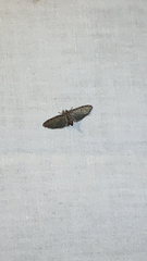 Eupithecia miserulata