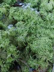 Hylocomium splendens