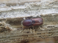 Xylocleptes bispinus