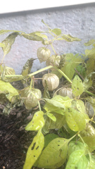 Physalis longifolia