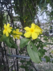 Jasminum mesnyi