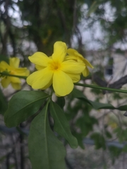 Jasminum mesnyi