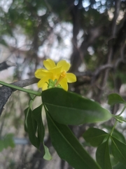 Jasminum mesnyi