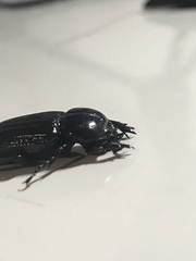 Phileurus