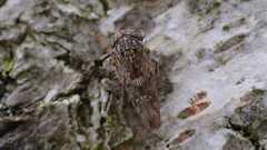 Acericerus vittifrons