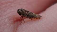 Acericerus vittifrons