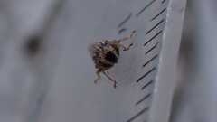 Acericerus vittifrons