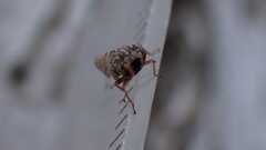 Acericerus vittifrons