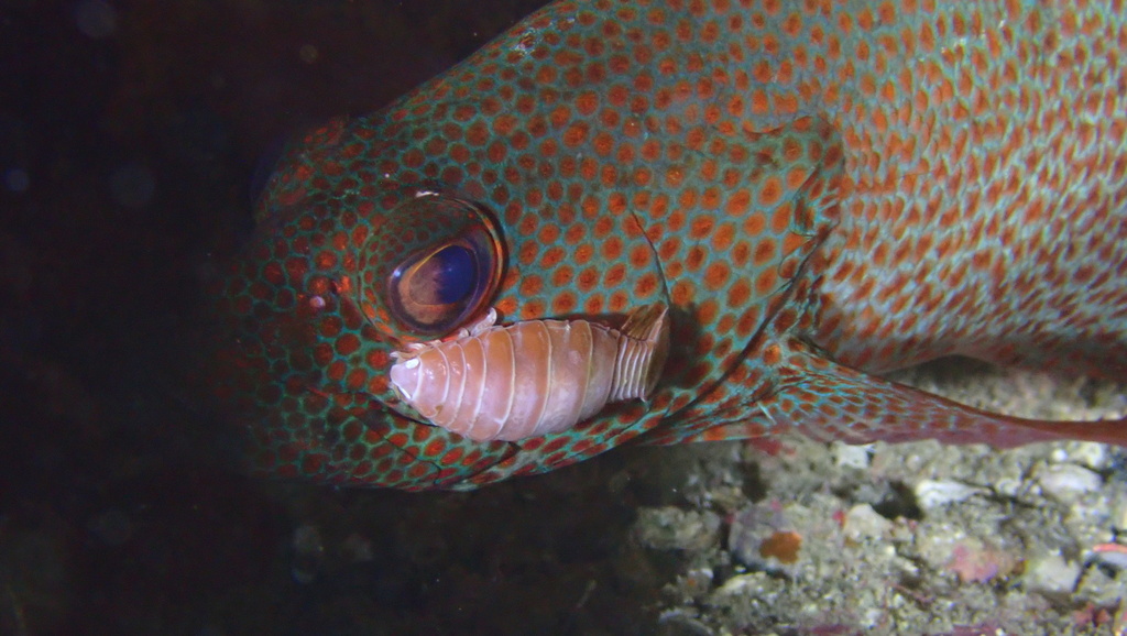 Anilocra brillae
